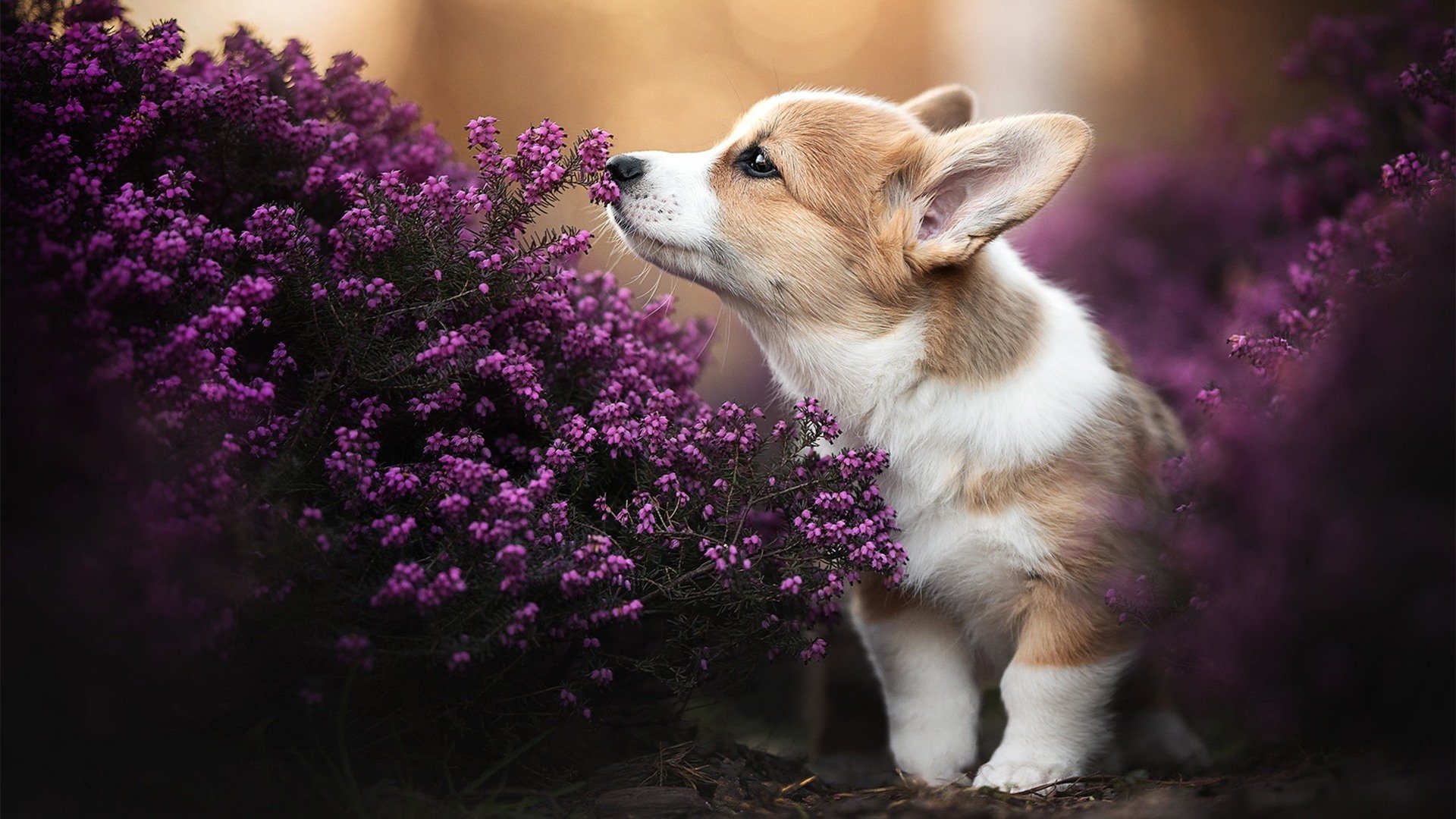 AYX体育官网-_户外登山遗迹探寻:追访历史的足迹_,户外登山记录路径app