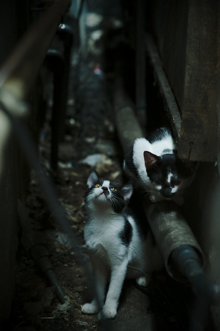 爱游戏登录-_观众互动:现场投票决定精彩比赛瞬间_,比赛现场投票系统