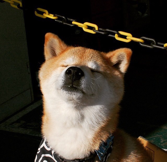 爱游戏中国电竞-【比赛现场】明星运动员的赛场风采与策略布局,明星跟运动员比赛的节目