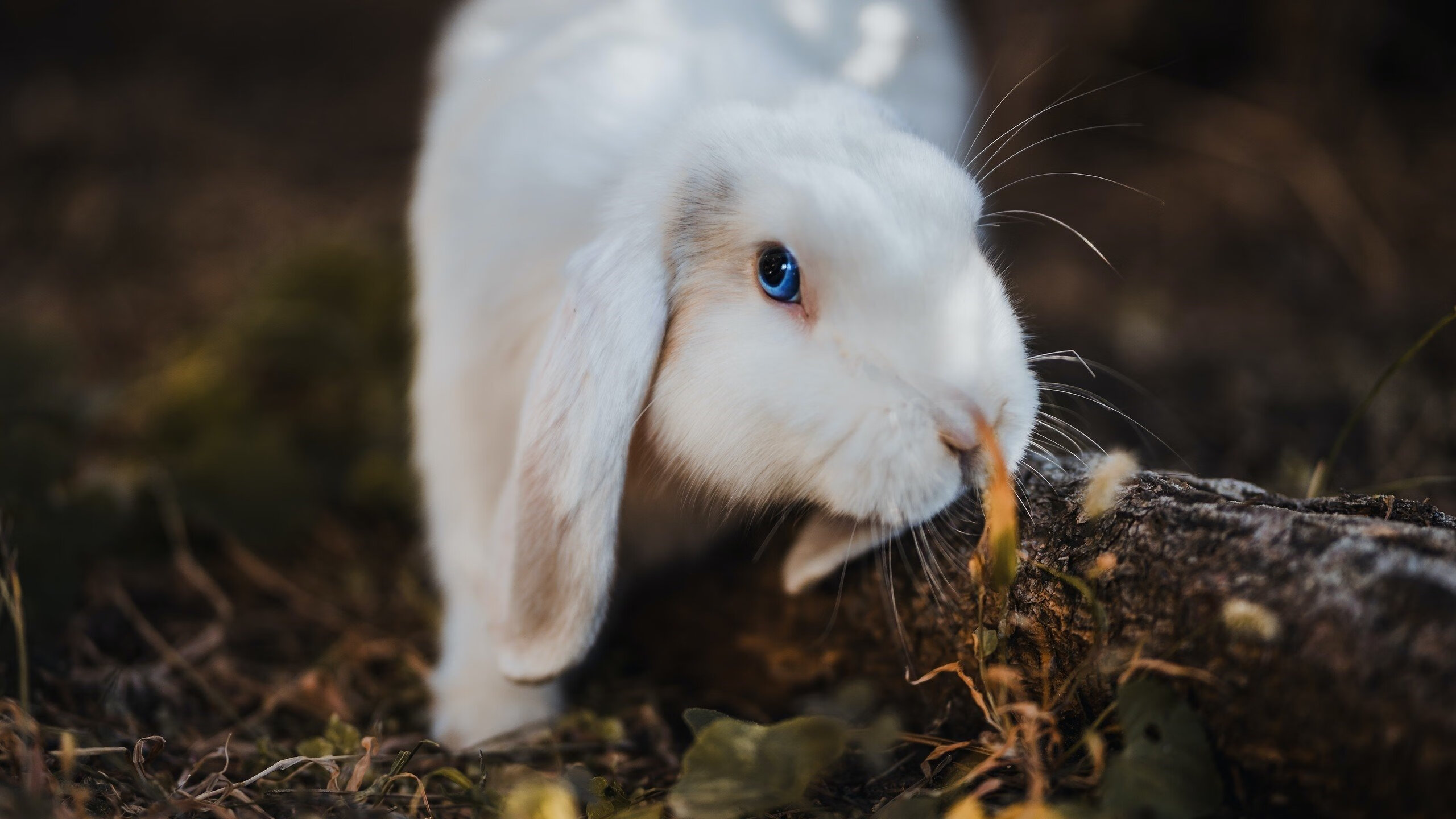 爱游戏登录入口-变革之路:球队管理者的注重战术调整,球队管理方案